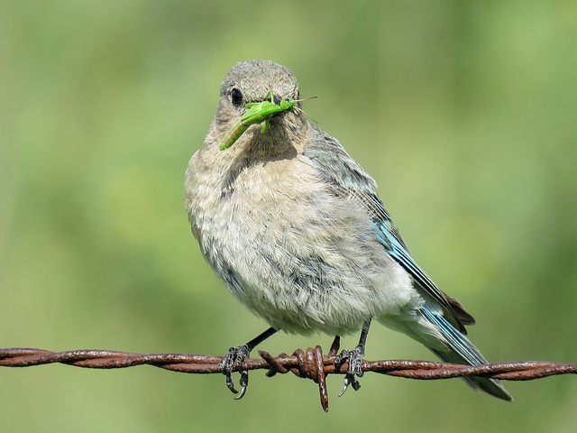 Female Mountain Bluebird showing off her catch