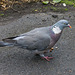 Wood pigeon (1)