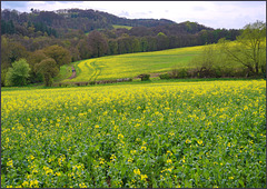 The ever expanding hectares of rapeseed in the 'Moss valley'