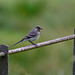 Pied Wagtail (juvenile)
