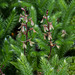 Neottia smallii (Appalachian Twayblade orchid) on a bed of Lycopodium clavatum (Wolf's-paw Clubmoss)