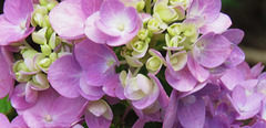 The colors of a Hydrangea ..