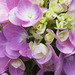 The colors of a Hydrangea ..