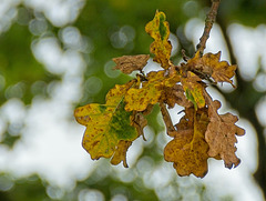 Dying Oak Leaves