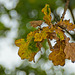 Dying Oak Leaves