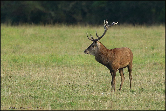 CERF A CHAMBORD