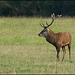 CERF A CHAMBORD
