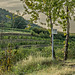 Balade dans les vignes avec le petit train des vignes - Tournon sur Rhône-Tain l'Hermitage
