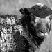 Herdwick Lamb in monochrome