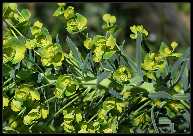 Euphorbia wulfenii (2)