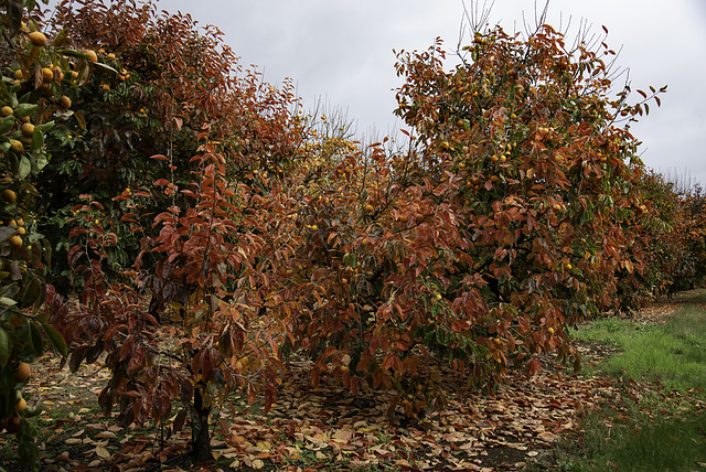 Persimmon trees on the turn.