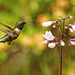 Hummingbird.  5175128.