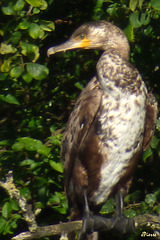 Jeune cormoran