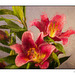 Oriental Pico Lily Topaz Filter