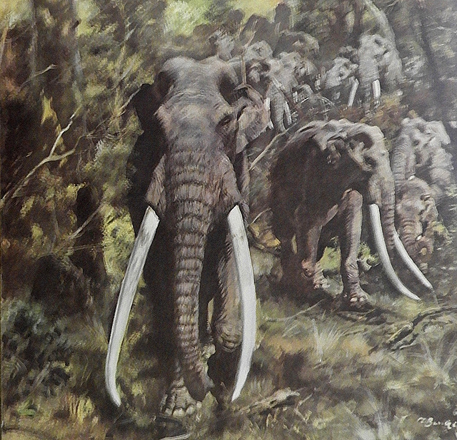Paleoloxodon antiquus