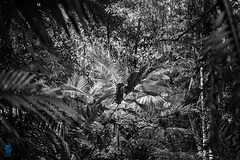 Forêt Tropicale de Daintree