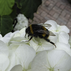Bee on Hydrangea flowers