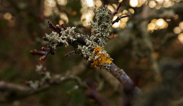 Luscious Lichen!