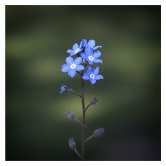 Wood Forget Me Not