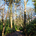 Woodland path (3)