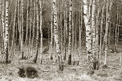 The birch plantation.