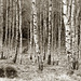 The birch plantation.