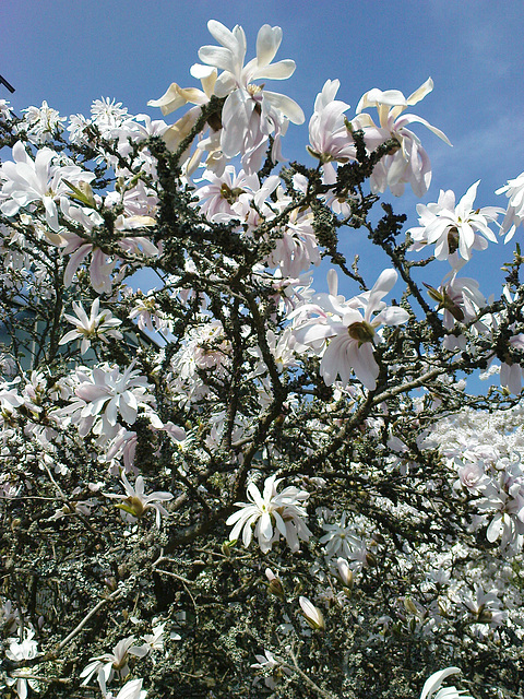 Kobushi-Magnolie im Botanischen Garten der Uni Marburg