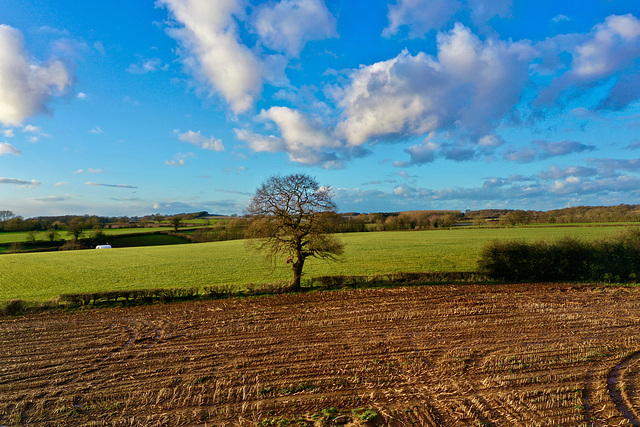 Lone tree by drone