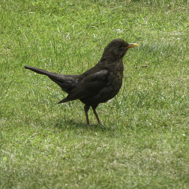 Blackbird Hen