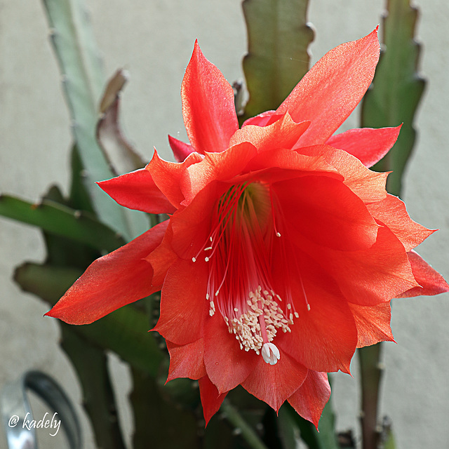 IMG 1466 Fleur de cactus (blog)