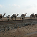 Ethiopia, Danakil Depression, Camel Caravan for the Transportation of Salt Mined in the Karum Salt Marshes