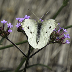Small White butterfly for H.A.N.W.E