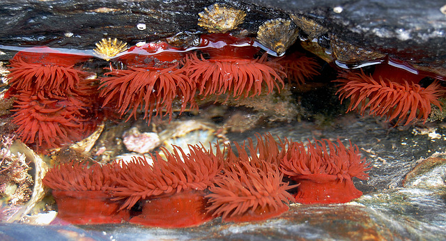 Sea anemones.  Actinia equina