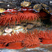 Sea anemones.  Actinia equina