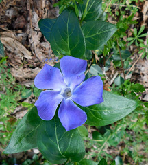 Fleur bleue...Un peu...