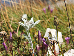 Edelweiss (Pic-inPic) -  Leontopodium alpinum