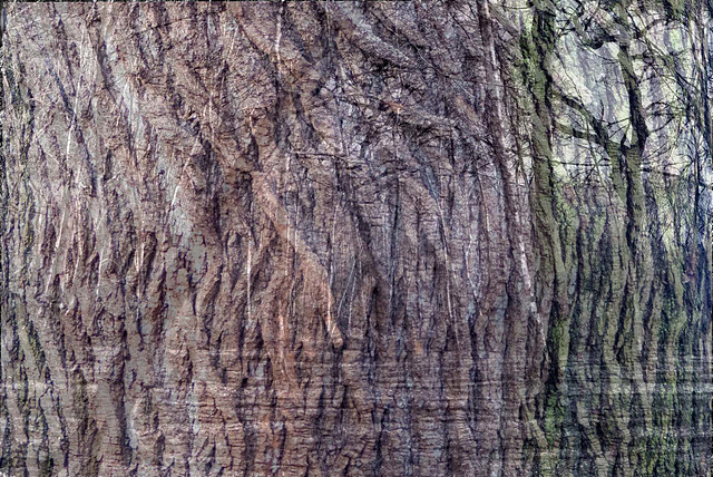 Woodland scene with a bark overlay texture.