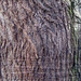 Woodland scene with a bark overlay texture.