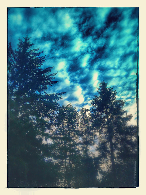 trees-sky - a dream
