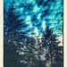 trees-sky - a dream