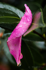 Camellia petal in the rain