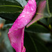 Camellia petal in the rain