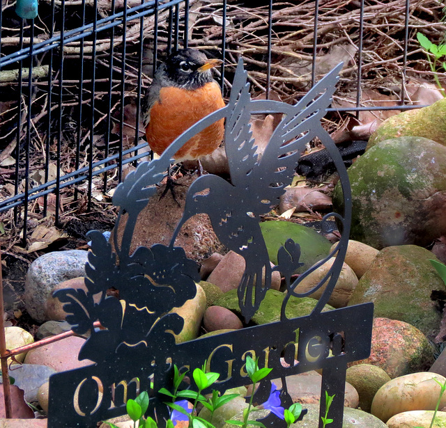 My guest, the Robin