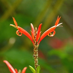 Aphelandra sp. (Aphelandra pulcherrima?), Little Tobago, Day 3