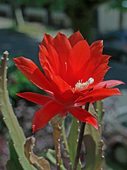 IMG 1477 Cactus en fleur (blog)