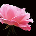 P3293807ac Just Born Sublime Rose