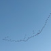The cranes fly off to Africa (recognised as the first sign of impending winter)