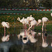 Flamingos (Wilhelma)