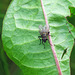 Horsefly / Tabanidae?