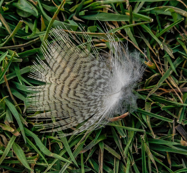 Lost feather